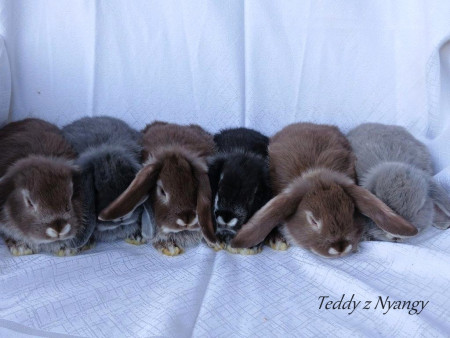 Vrh L27 - REZERVOVÁNO !!!